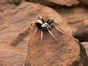 Hoggicosa_bicolor_D3945_Z_95_Alice Springs_Australie
